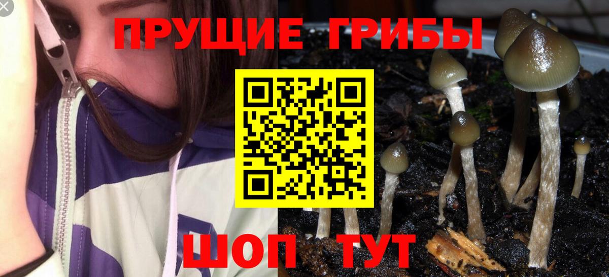 Мариинск  Галлюциногенные грибы Psilocybe  Вход с VPN 
